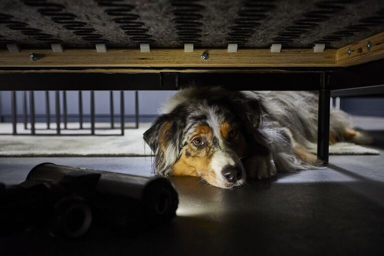 Hyvä koiratalouteen – imuri pesutoiminnolla lemmikkikodissa